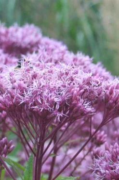 Eupatorium Dubium 'Little Joe' (Joe Pye Weed) - 6 Pack Of 1 Gallon Pots -Outlet Leaf Echoes Store Eupatorium Little Joe 1 1