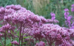 Eupatorium Dubium 'Little Joe' (Joe Pye Weed) - 8 Pack Of 1 Gallon Pots -Outlet Leaf Echoes Store Eupatorium Little Joe 2