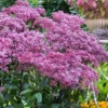 Eupatorium Dubium 'Little Joe' (Joe Pye Weed) - 6 Pack Of 1 Gallon Pots