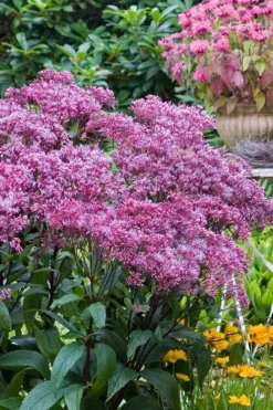 Eupatorium Dubium 'Little Joe' (Joe Pye Weed) - 8 Pack Of 1 Gallon Pots