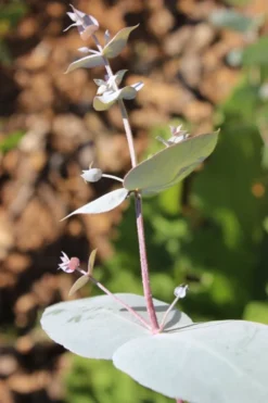 Maggie Cold Hardy Eucalyptus Tree (Eucalyptus Nova Anglica) - 1 Gallon Pot -Outlet Leaf Echoes Store Eusalyptus Maggie 1 500x750 2