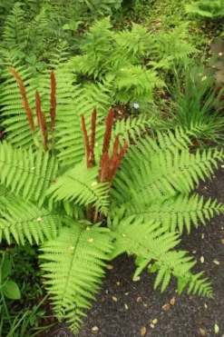 Cinnamon Fern (Osmunda Cinnamomea) - 6 Pack Of 1 Gallon Pots -Outlet Leaf Echoes Store Fern Cinnamon 20