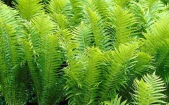 Ostrich Fern - Matteuccia Struthiopteris - 6 Pack Of 1 Gallon Pots -Outlet Leaf Echoes Store Fern Ostrich 2