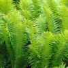 Ostrich Fern - Matteuccia Struthiopteris - 6 Pack Of 1 Gallon Pots