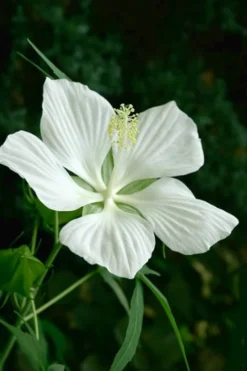 White Swamp Hardy Hibiscus - 1 Gallon Pot -Outlet Leaf Echoes Store Hibiscus White Swamp 3