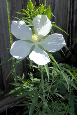 White Swamp Hardy Hibiscus - 1 Gallon Pot -Outlet Leaf Echoes Store Hibiscus White Swamp 4