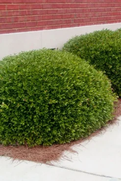 Bordeaux Dwarf Yaupon Holly - 3 Gallon Pot