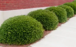 Bordeaux Dwarf Yaupon Holly - 1 Gallon Pot -Outlet Leaf Echoes Store Holly Bordeaux 11