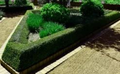 Bordeaux Dwarf Yaupon Holly - 1 Gallon Pot -Outlet Leaf Echoes Store Holly Bordeaux 12