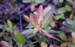 Bordeaux Dwarf Yaupon Holly - 3 Gallon Pot -Outlet Leaf Echoes Store Holly Bordeaux Dwarf Yaupon NewGrowth 1