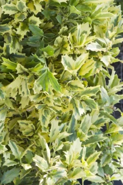 Golden Oakland Holly - 7 Gallon Pot -Outlet Leaf Echoes Store Holly Golden Oakland 1 1