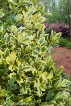 Golden Oakland Holly - 3 Gallon Pot -Outlet Leaf Echoes Store Holly Golden Oakland 2 2