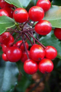 Liberty Holly - 3 Gallon Pot -Outlet Leaf Echoes Store Holly Liberty 10