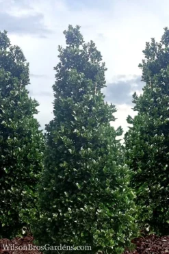 Liberty Holly - 3 Gallon Pot -Outlet Leaf Echoes Store Holly Liberty 7