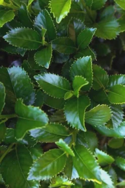 Liberty Holly - 3 Gallon Pot -Outlet Leaf Echoes Store Holly Liberty 9