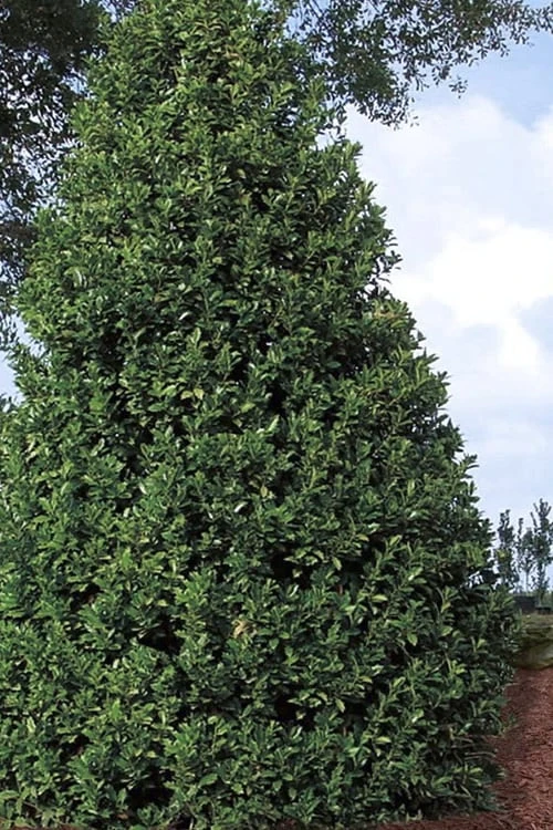 Oakland Holly - 1 Gallon Pot 6 Oakland Holly - 1 Gallon Pot - Image 6