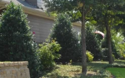 Oakland Holly - 1 Gallon Pot 10 Oakland Holly - 1 Gallon Pot -Outlet Leaf Echoes Store Holly Oakland 13