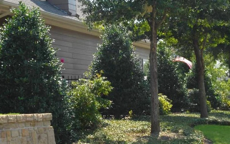 Oakland Holly - 1 Gallon Pot 5 Oakland Holly - 1 Gallon Pot - Image 5