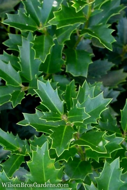 Oakland Holly - 1 Gallon Pot 1 Oakland Holly - 1 Gallon Pot