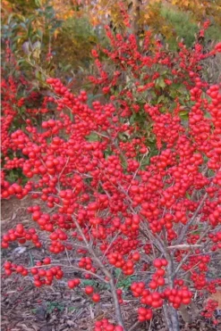 Winter Red Female Winterberry Holly - 3 Gallon Pot -Outlet Leaf Echoes Store Holly Winter Red 1