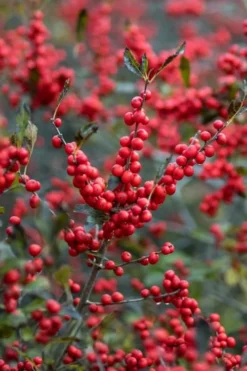 Winter Red Female Winterberry Holly - 3 Gallon Pot -Outlet Leaf Echoes Store Holly Winter Red 3