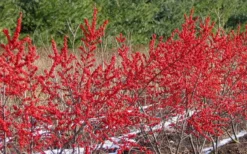 Winter Red Female Winterberry Holly - 3 Gallon Pot -Outlet Leaf Echoes Store Holly Winter Red 4