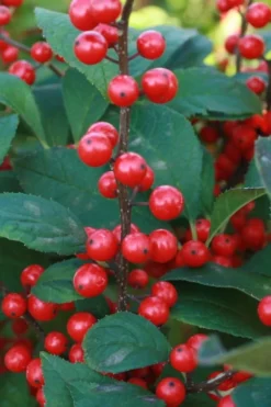 Winter Red Female Winterberry Holly - 3 Gallon Pot -Outlet Leaf Echoes Store Holly Winter Red 5