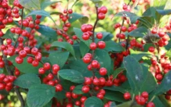 Winter Red Female Winterberry Holly - 3 Gallon Pot -Outlet Leaf Echoes Store Holly Winter Red 7