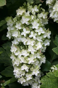 Snowflake Oakleaf Hydrangea - 3 Gallon Pot -Outlet Leaf Echoes Store Hydrangea Snowflake 10 1