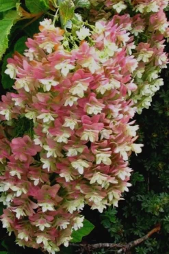 Snowflake Oakleaf Hydrangea - 3 Gallon Pot -Outlet Leaf Echoes Store Hydrangea Snowflake 16 1