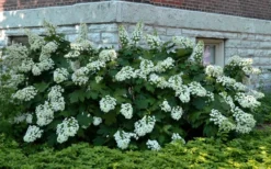 Snowflake Oakleaf Hydrangea - 3 Gallon Pot -Outlet Leaf Echoes Store Hydrangea Snowflake 26 1