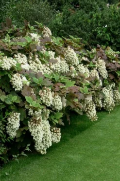Snowflake Oakleaf Hydrangea - 3 Gallon Pot -Outlet Leaf Echoes Store Hydrangea Snowflake 8 1