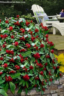 Miss Scarlett Florida Anise (Illicium) - 7 Gallon Pot