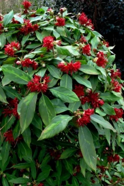 Miss Scarlett Florida Anise (Illicium) - 7 Gallon Pot -Outlet Leaf Echoes Store Illicium floridanum miss scarlet anise 102