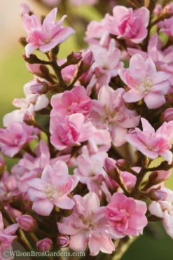 Rosalinda Indian Hawthorn Single Trunk Tree - 7 Gallon Pot (6-7') 9 Rosalinda Indian Hawthorn Single Trunk Tree - 7 Gallon Pot (6-7') -Outlet Leaf Echoes Store Indian Hawthorne Rosalinda 6