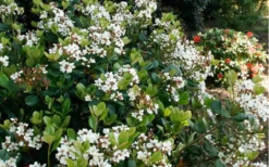Spring Sonata Indian Hawthorne - 2 Gallon Pot -Outlet Leaf Echoes Store Indian Hawthorne Spring Sonata 2