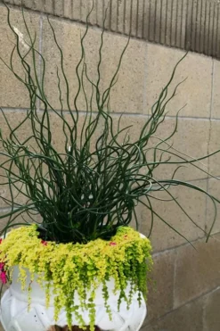 Big Twister Giant Corkscrew Rush (Juncus Effusus) - 1 Gallon Pot -Outlet Leaf Echoes Store Juncus Big Twister 12