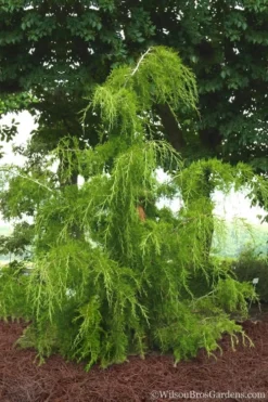 Weeping Virginia Juniper - Juniperus Virginiana 'Pendula' - 3 Gallon Pot -Outlet Leaf Echoes Store Juniper Virginia Weeping