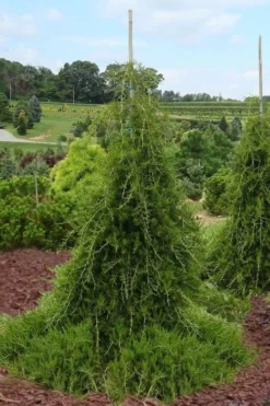 Weeping Virginia Juniper - Juniperus Virginiana 'Pendula' - 3 Gallon Pot -Outlet Leaf Echoes Store Juniper Virginia Weeping 5