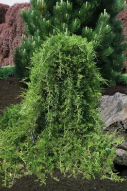 Weeping Virginia Juniper - Juniperus Virginiana 'Pendula' - 3 Gallon Pot