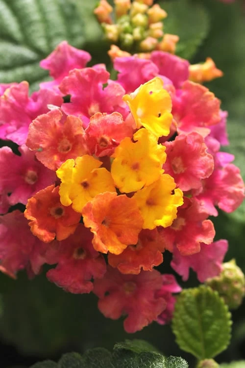 Little Lucky Hot Pink Lantana - 5 Pack Of Quart Pots 1 Little Lucky Hot Pink Lantana - 5 Pack Of Quart Pots