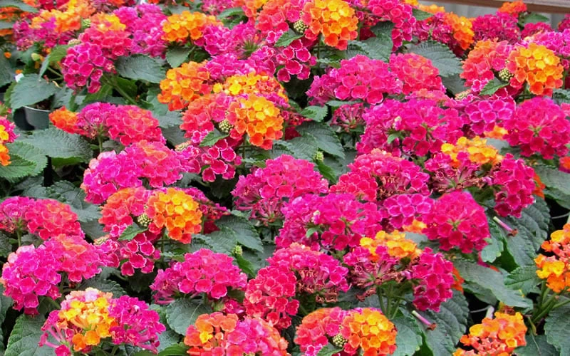 Little Lucky Hot Pink Lantana - 5 Pack Of Quart Pots 4 Little Lucky Hot Pink Lantana - 5 Pack Of Quart Pots - Image 4