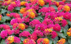 Little Lucky Hot Pink Lantana - 1 Gallon Pot -Outlet Leaf Echoes Store Lantana Little Lucky Hot Pink3
