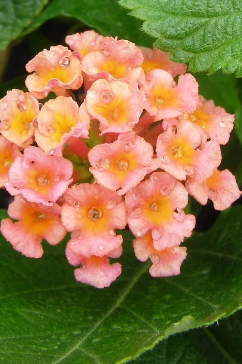 Little Lucky Peach Glow Lantana - 5 Pack Of Quart Pots 1 Little Lucky Peach Glow Lantana - 5 Pack Of Quart Pots
