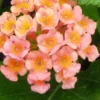 Little Lucky Peach Glow Lantana - 1 Gallon Pot