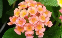 Little Lucky Peach Glow Lantana - 5 Pack Of Quart Pots 7 Little Lucky Peach Glow Lantana - 5 Pack Of Quart Pots -Outlet Leaf Echoes Store Lantana Little Lucky Peach Glow Flower Closeup