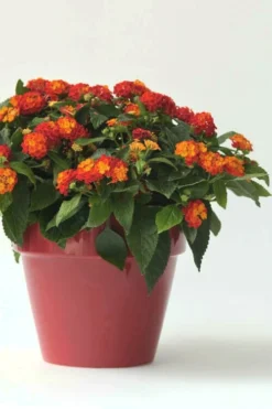 Little Lucky Red Lantana - 5 Pack Of Quart Pots -Outlet Leaf Echoes Store Lantana Little Lucky Red 5