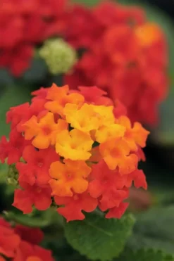 Cosmic Firestorm Lantana - 1 Gallon Pot -Outlet Leaf Echoes Store Lantana Little Lucky Red 500x750 2