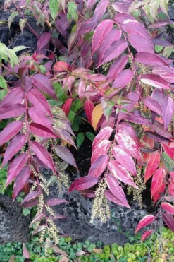 Rainbow Leucothoe (Drooping Fetterbush) - Leucothoe Fontanesiana - 2 Gallon Pot -Outlet Leaf Echoes Store Leucothoe Rainbow 1 1