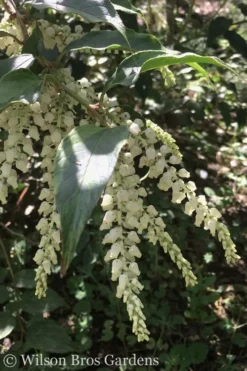 Rainbow Leucothoe (Drooping Fetterbush) - Leucothoe Fontanesiana - 5 Gallon Pot -Outlet Leaf Echoes Store Leucothoe Rainbow 3
